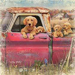 Truck and Goldens Coaster